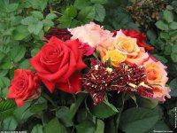 fonds d'cran de Jean-Pierre Marro - Cote d'azur Provence Antibes Bouquets de roses