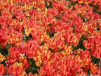 fond cran de Jean-Pierre Marro - France - Cote d' Azur - Fleurs de Cannes sur la Croisette