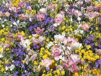 fonds d'ecran de Jean-Pierre Marro - France - Cote d' Azur - Fleurs de Cannes sur la Croisette