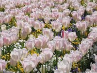 fond d'cran de Jean-Pierre Marro - France - Cote d' Azur - Fleurs de Cannes sur la Croisette