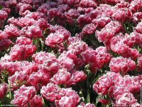 fond d ecran de France - Cote d' Azur - Fleurs de Cannes sur la Croisette - Jean-Pierre Marro