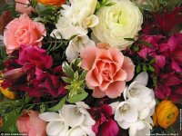 fonds cran de Jean-Pierre Marro - Bouquets de fleurs Cote d'Azur  Provence