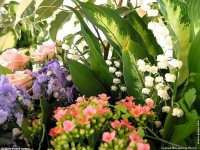 fond d ecran de Bouquets de fleurs Cote d'Azur  Provence - Jean-Pierre Marro