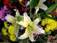 fonds d'cran de Jean-Pierre Marro - Bouquets de fleurs Cote d'Azur  Provence