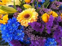 fond d ecran original de Jean-Pierre Marro - Bouquets de fleurs Cote d'Azur  Provence