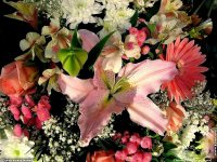 fonds d'cran de Jean-Pierre Marro - Bouquets de fleurs Cote d'Azur  Provence
