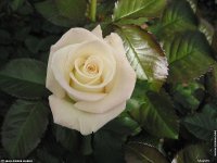 fond d'cran de Jean-Pierre Marro - Les Roses de la  Cote d'Azur  Provence