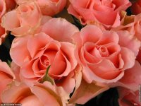 fonds cran de Jean-Pierre Marro - Les Roses de la  Cote d'Azur  Provence