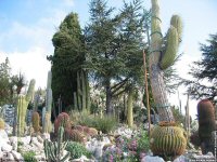 fond d ecran de Jean-Pierre Marro - Provence - Eze - Fleurs et Plantes Grasses qui se trouvent aux environs du village d'Eze