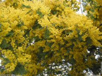 fonds d'ecran de Jean-Pierre Marro - Sud Cote d Azur Provence Fleurs Mimosa Mditerrane