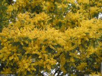 fond d'cran de Jean-Pierre Marro - Sud Cote d Azur Provence Fleurs Mimosa Mditerrane