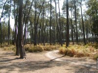 fonds d'cran de JB Raphanaud - Uza station balnaire sauvage des Landes