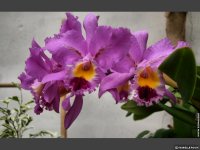 fond d'cran de Isabelle Roux - Orchidee Val de Loire Orleans